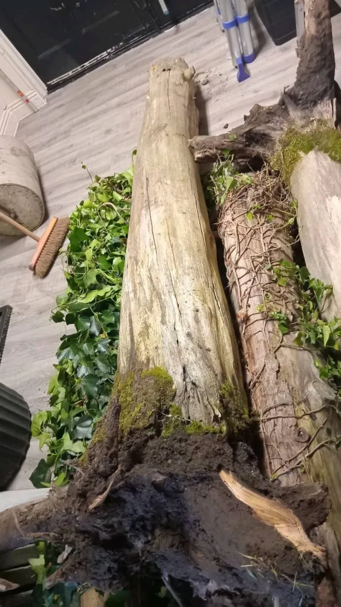 Free tree trunks - Image 3