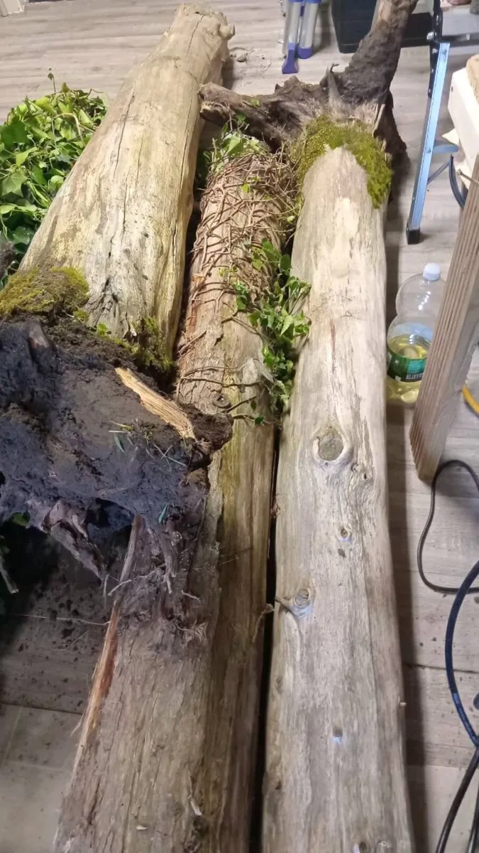 Free tree trunks - Image 4