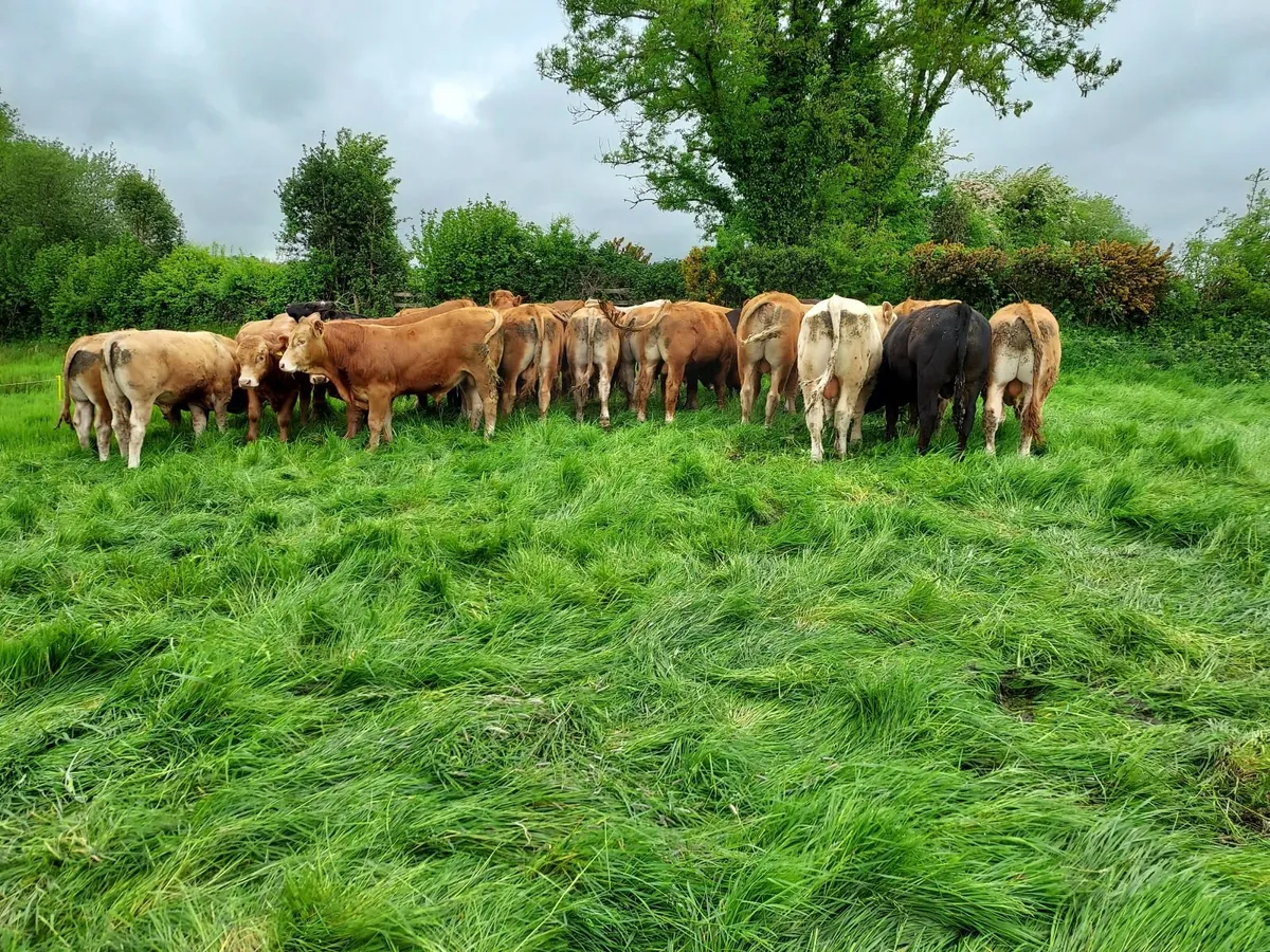 Export Quality Limousin  Weanling - Image 2