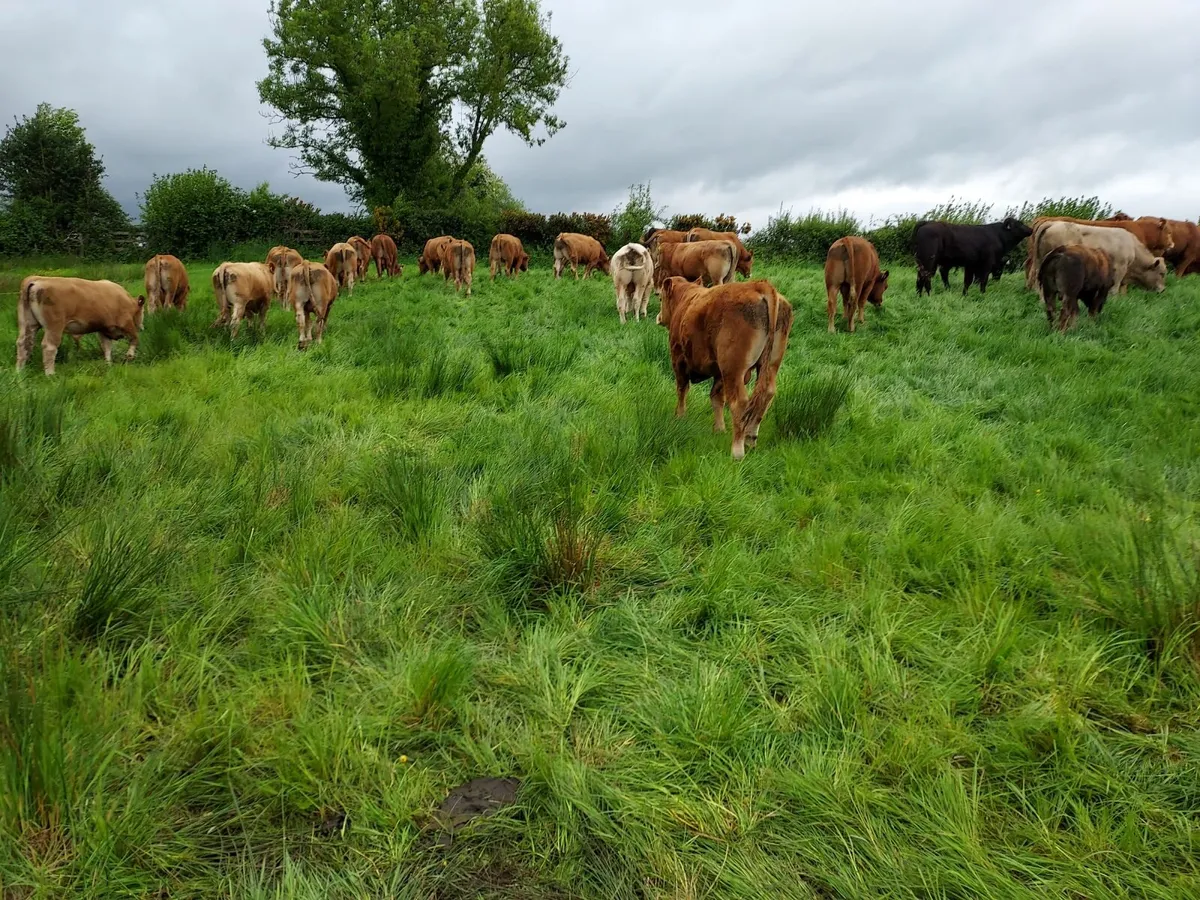 Export Quality Limousin  Weanling - Image 3