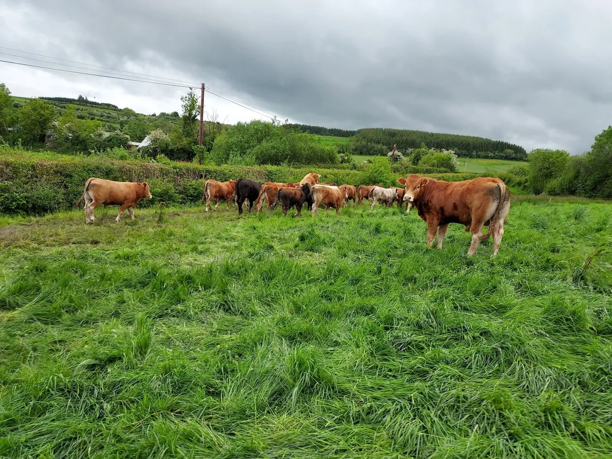 Export Quality Limousin  Weanling - Image 4