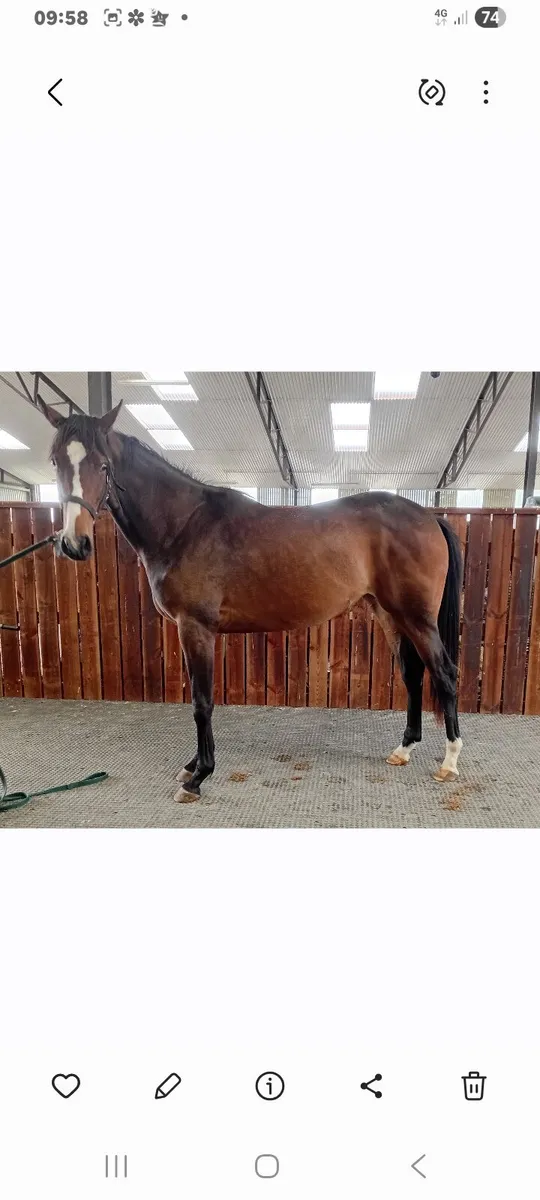2year old  tb  diamond boy filly - Image 1