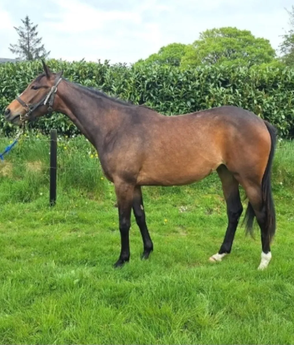 2year old  tb  diamond boy filly - Image 2