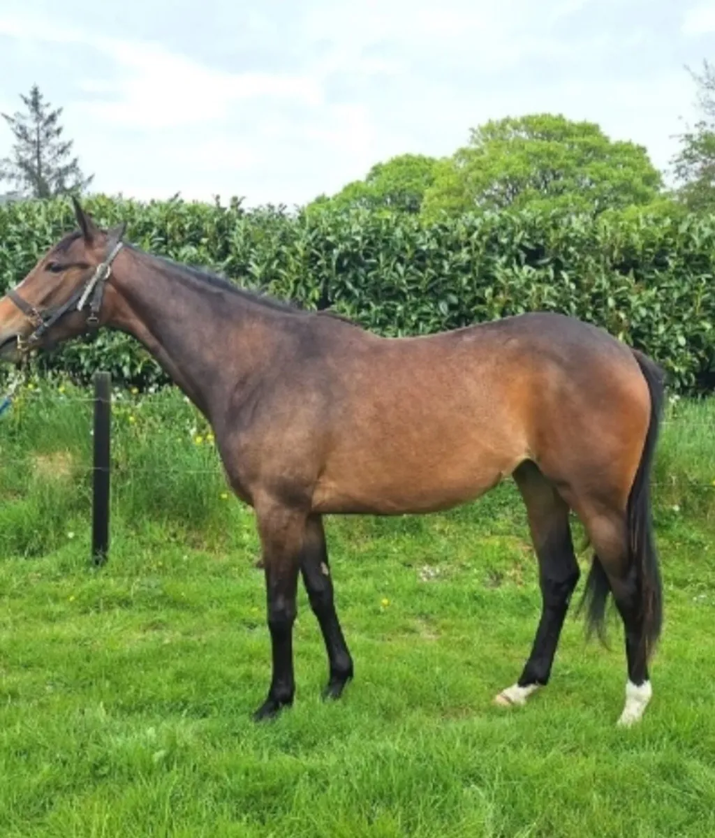 2year old  tb  diamond boy filly - Image 3