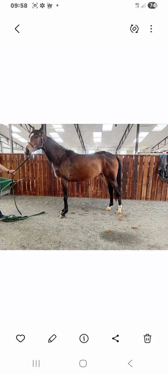 2year old  tb  diamond boy filly - Image 4
