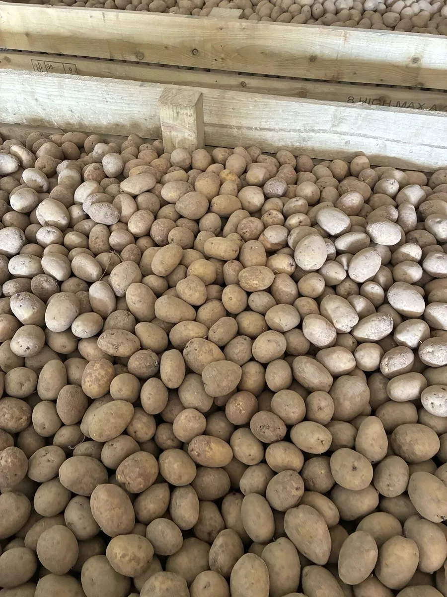 Markies seed - Image 2