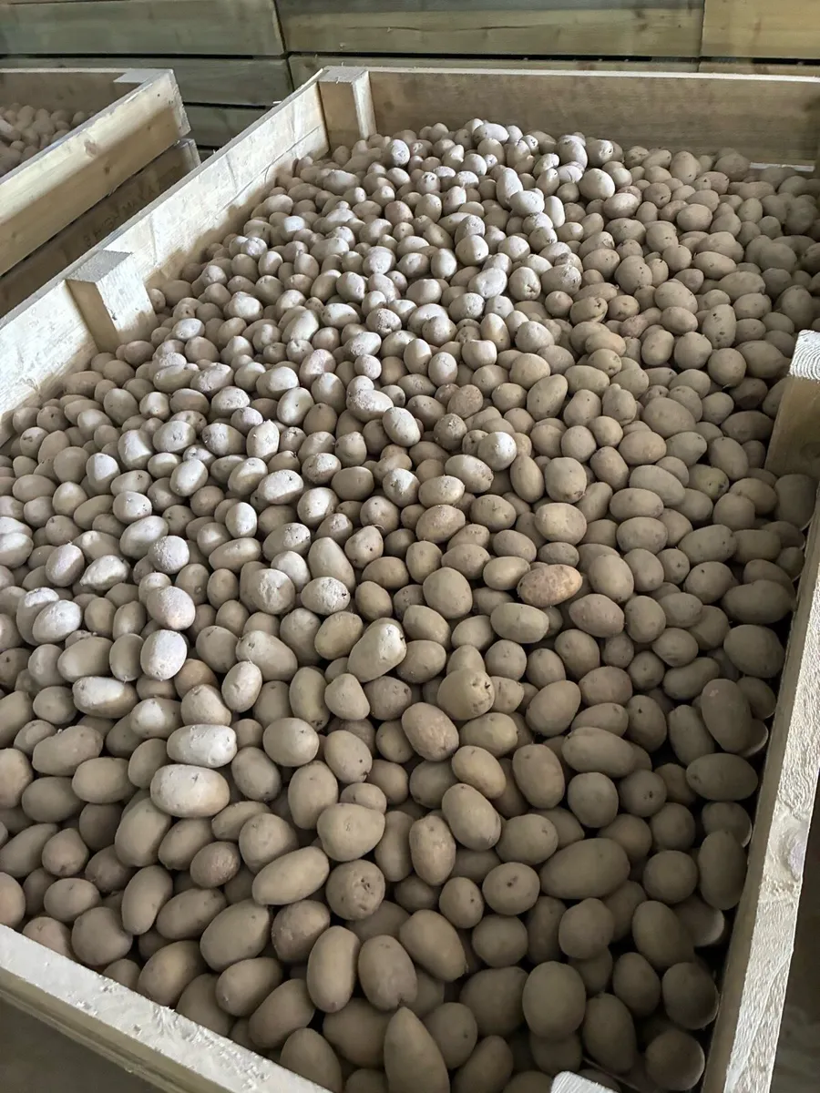 Markies seed - Image 1