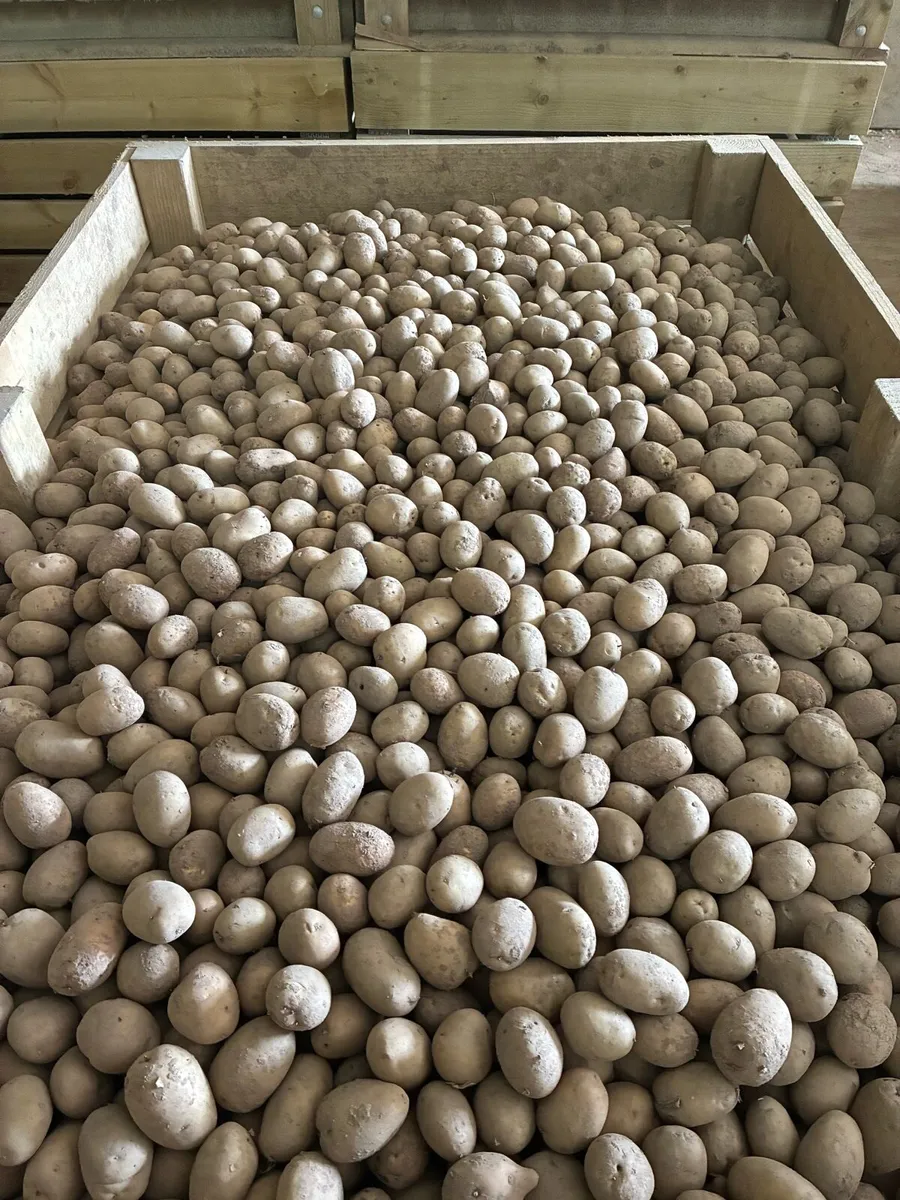 Markies seed - Image 3