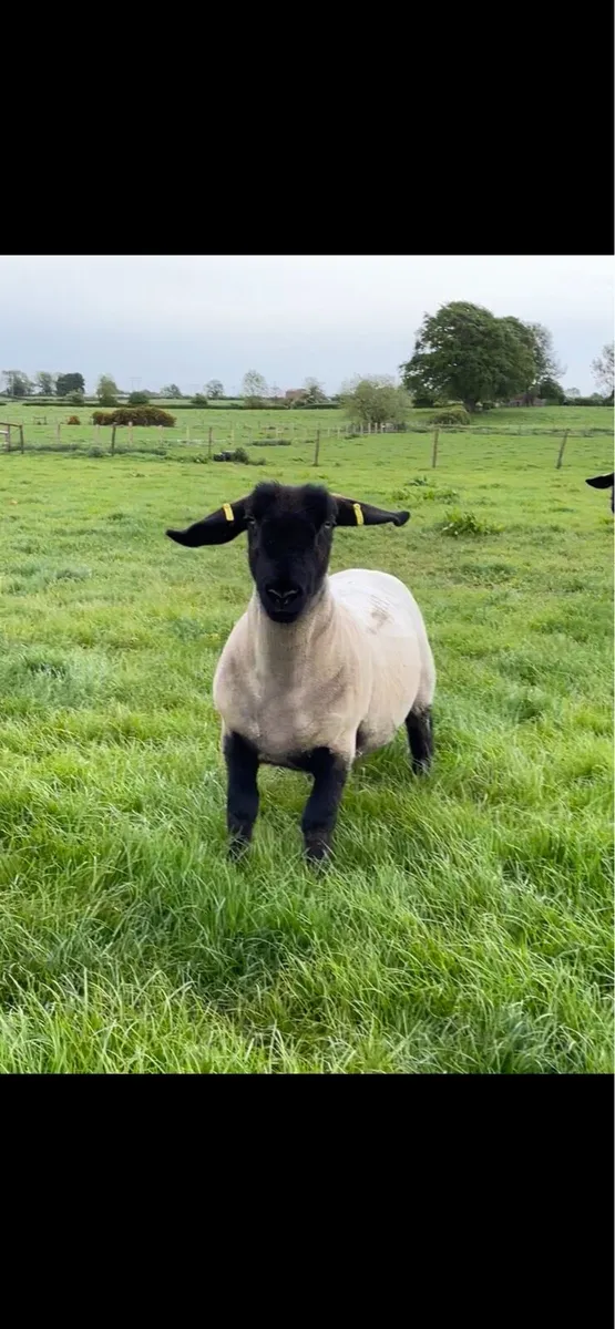 Pedigree Suffolks - Image 4