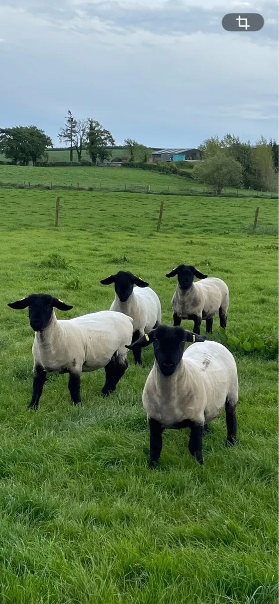 Pedigree Suffolks - Image 1