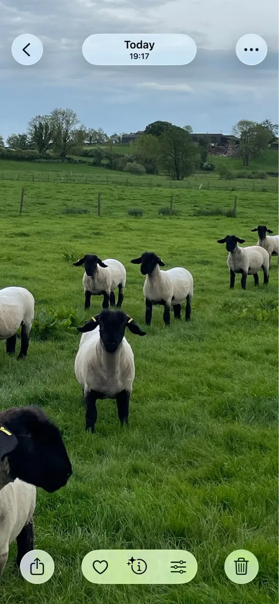 Pedigree Suffolks - Image 2