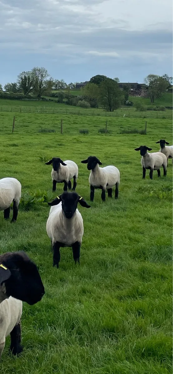 Pedigree Suffolks - Image 3