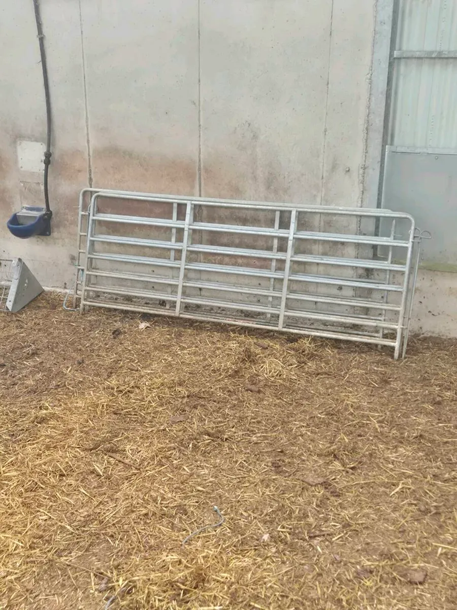 Sheep equipment CLEAR OUT - Image 2