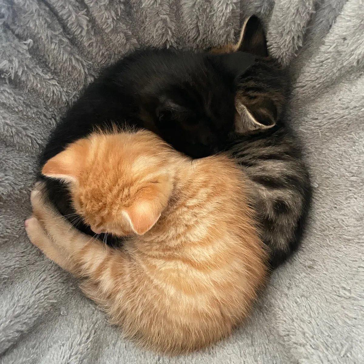 Kittens - Image 2