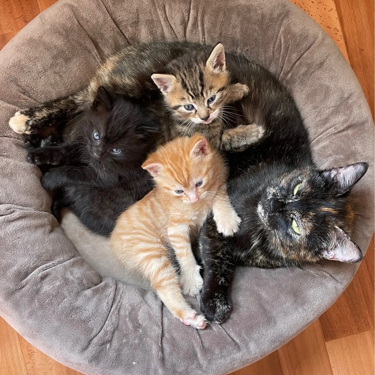 Kittens - Image 1