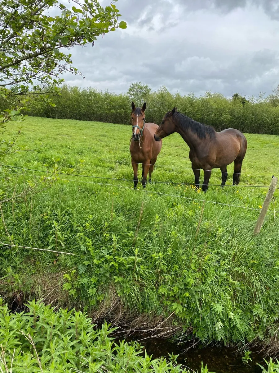 2 year old filly for sale - Image 3