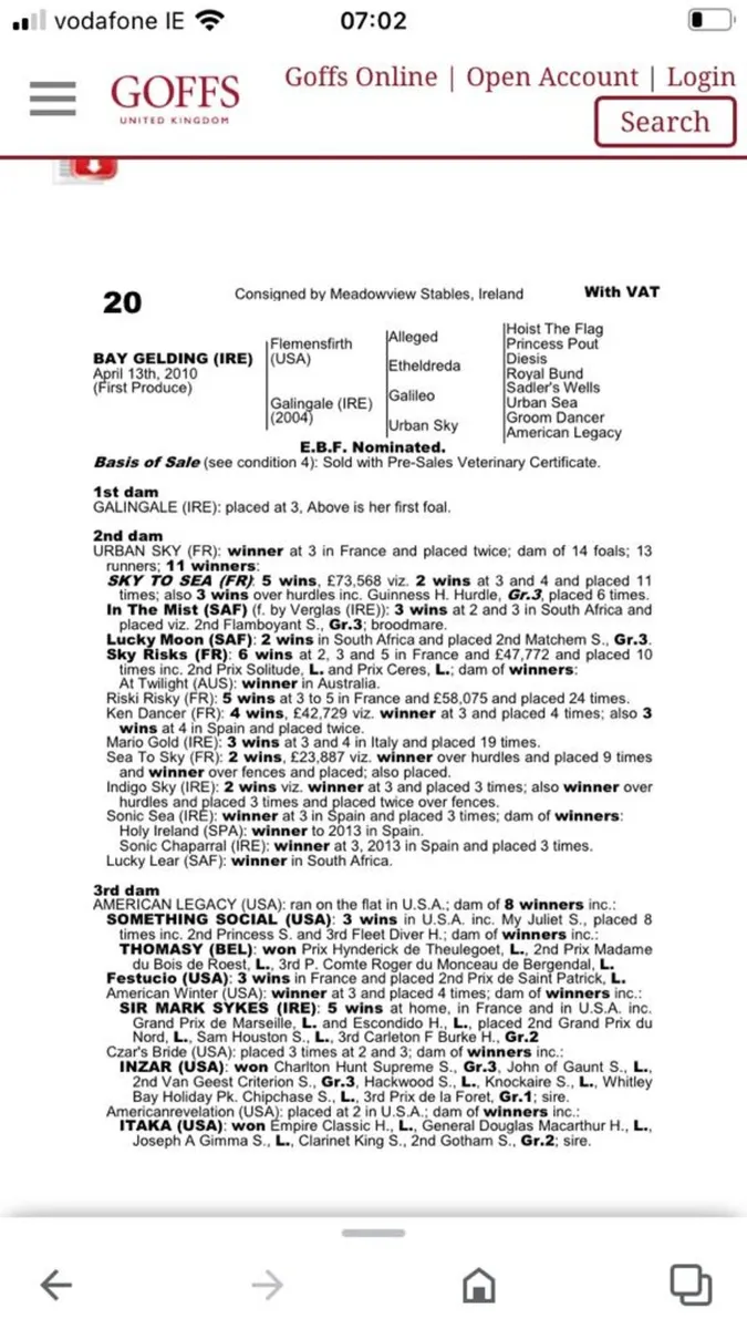 2 year old filly for sale - Image 4