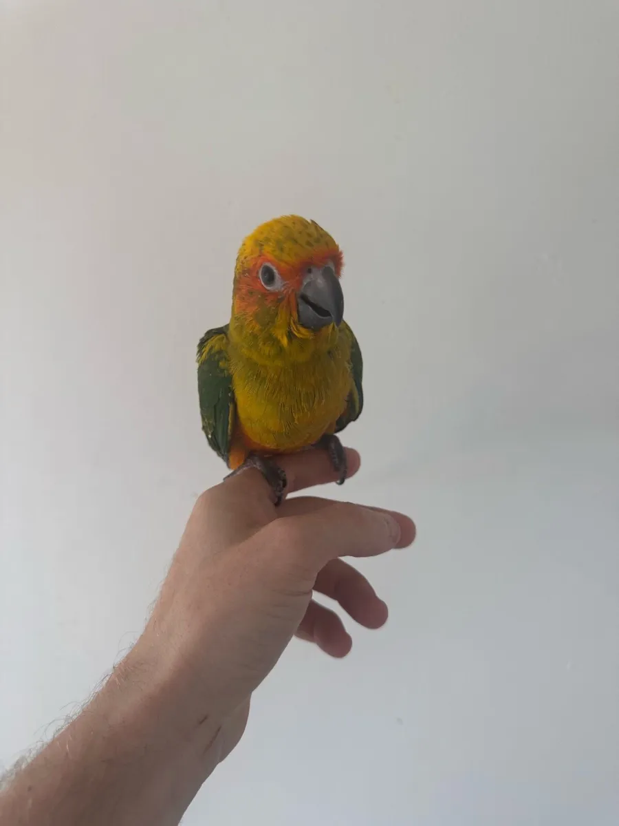 Baby sunconure - Image 1