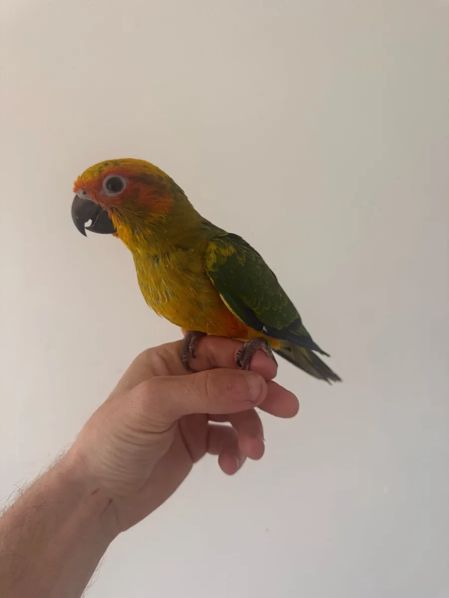 Baby sunconure - Image 2