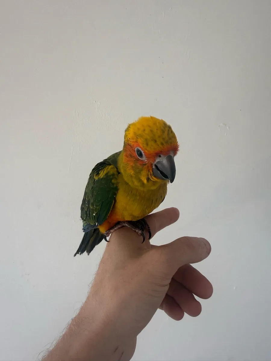Baby sunconure - Image 3