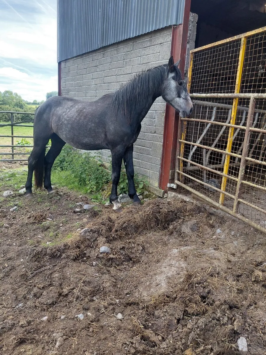 3 year old Gelding Sportshorse - Image 1