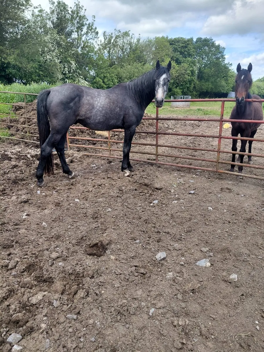3 year old Gelding Sportshorse - Image 4