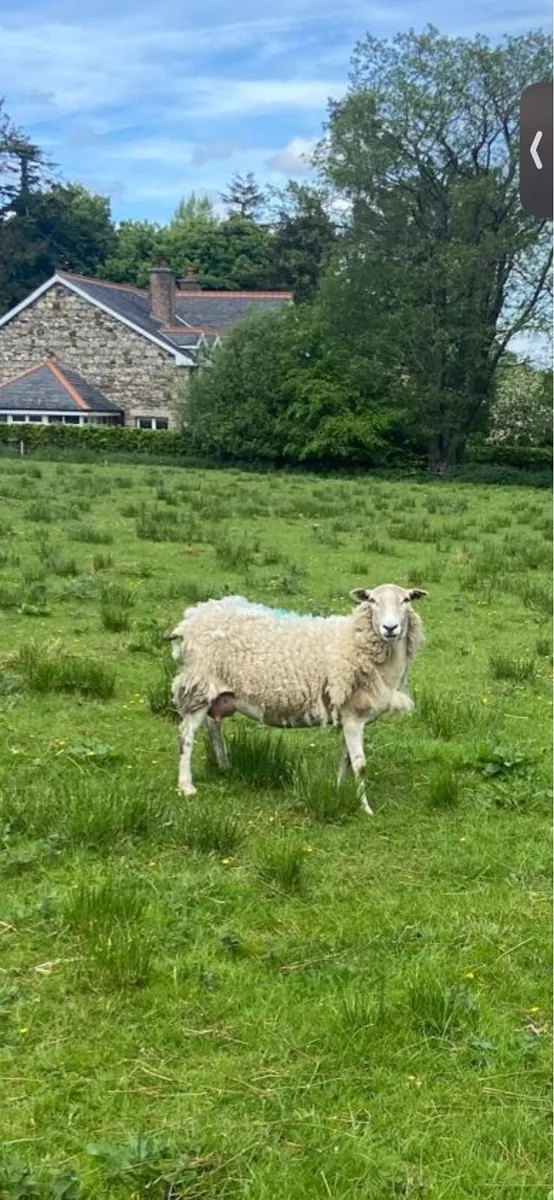 Ewe in milk - Image 1