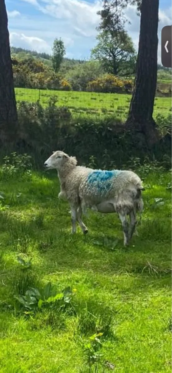 Ewe in milk - Image 2