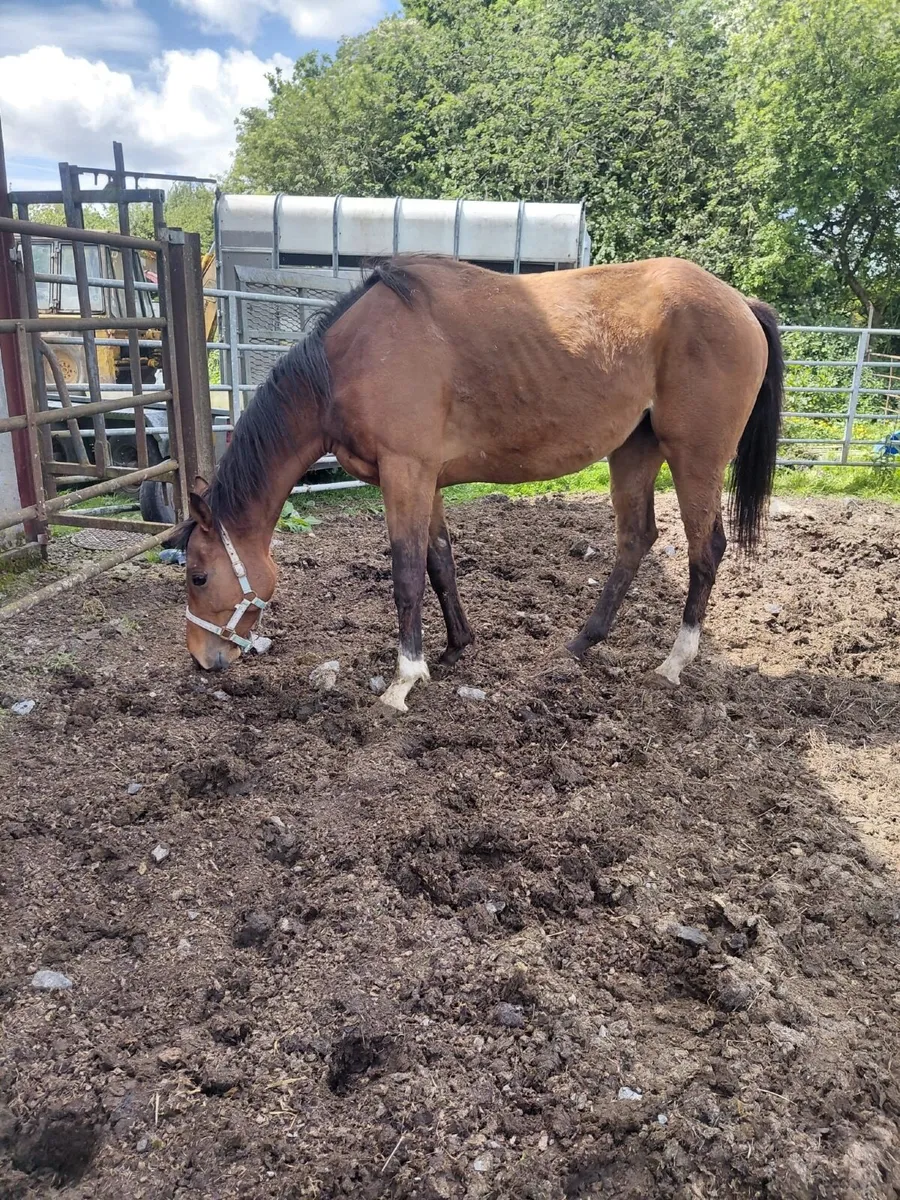 6 year old Mare