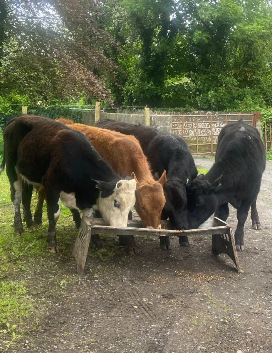 Four 280/300kg suckler bred weanling bullocks - Image 1