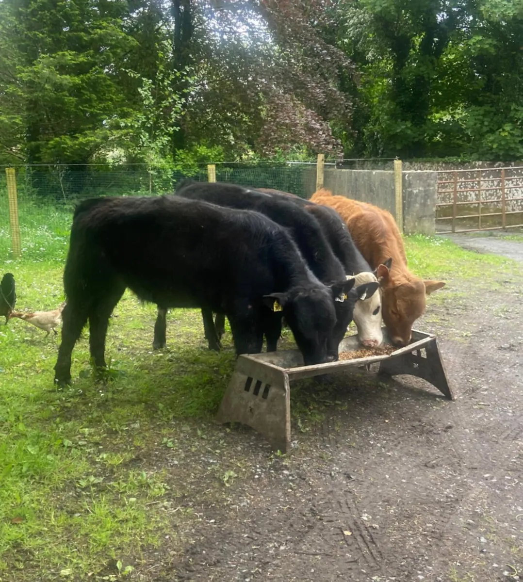 Four 280/300kg suckler bred weanling bullocks - Image 2