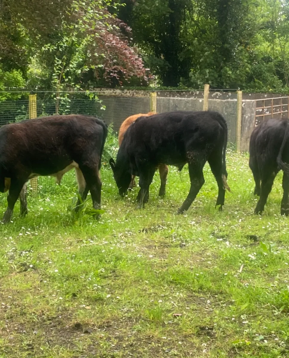 Four 280/300kg suckler bred weanling bullocks - Image 3