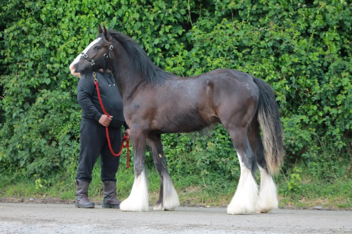 Future stallion - Image 1