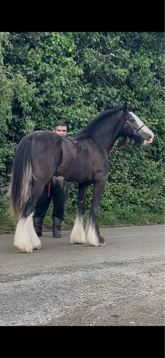 Future stallion - Image 2