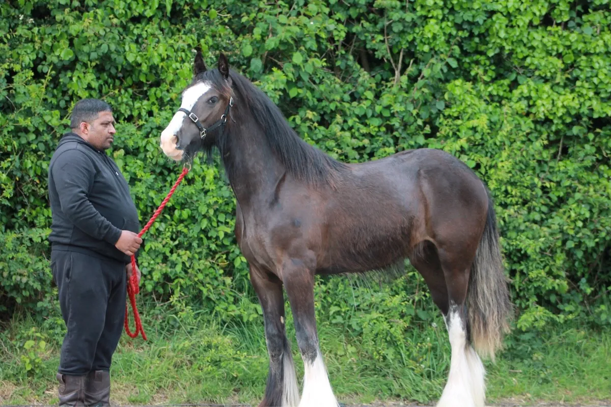Future stallion - Image 3