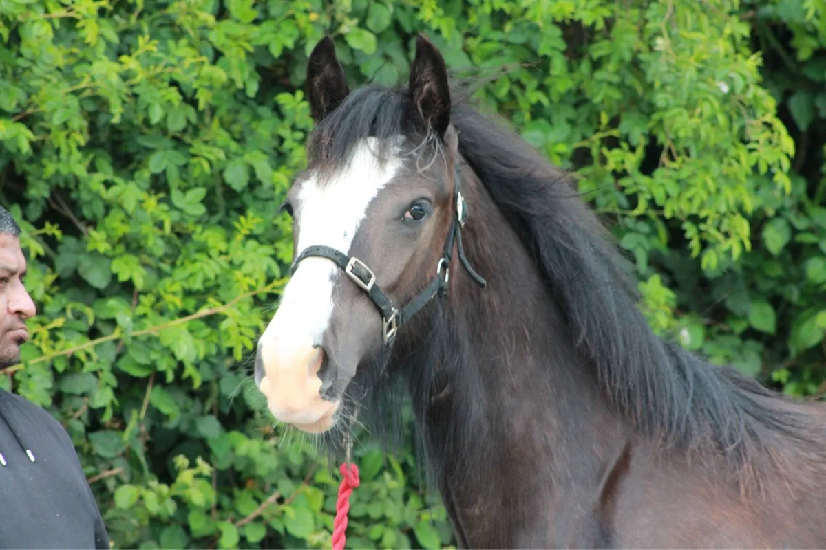Future stallion - Image 4