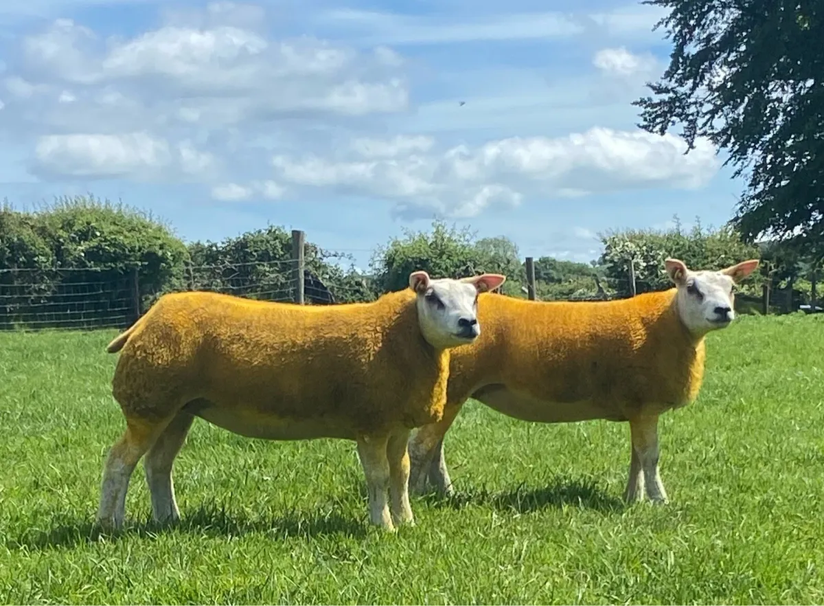 PBR Beltex Ewe Lambs - Image 1