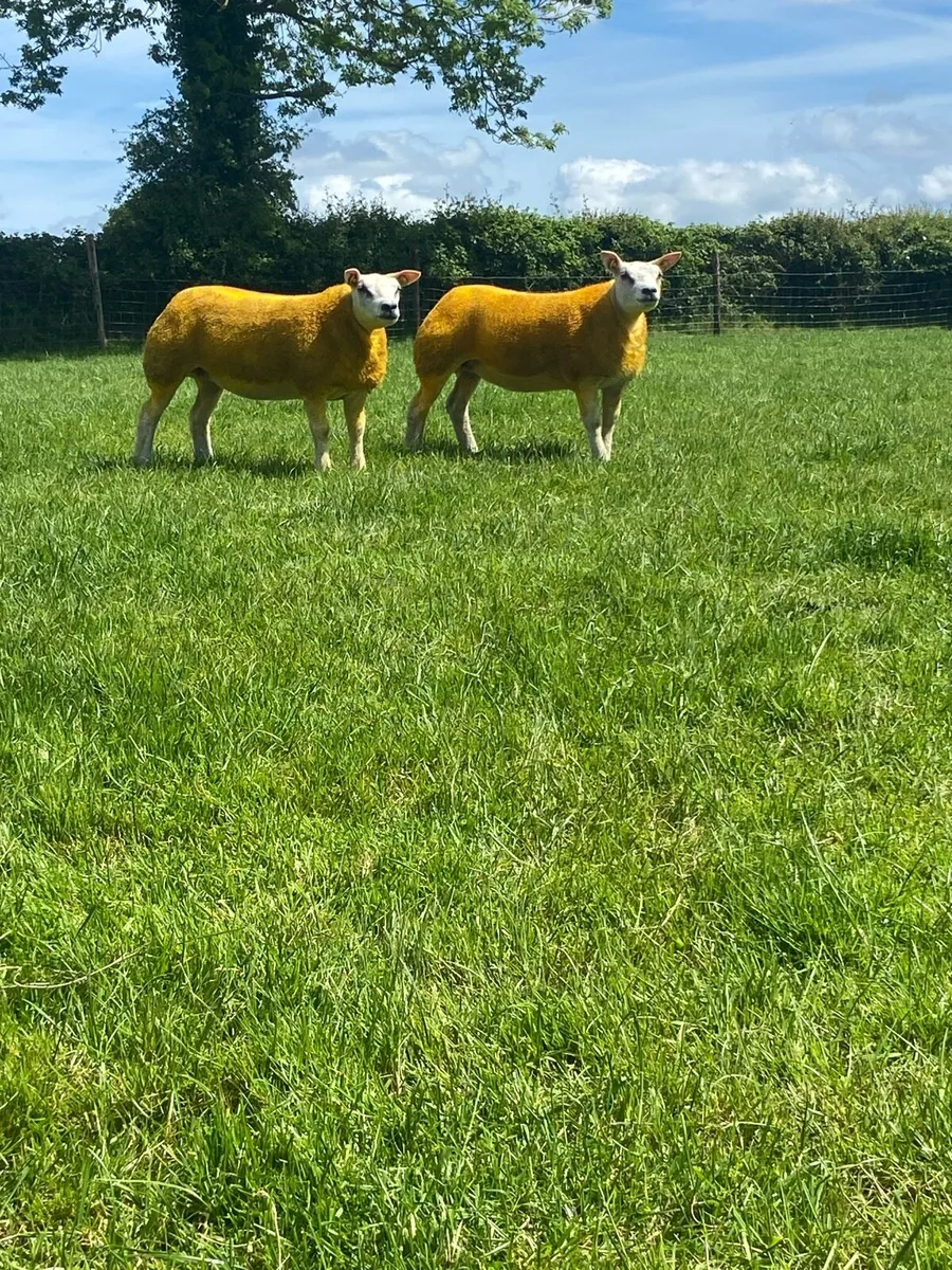 PBR Beltex Ewe Lambs - Image 3