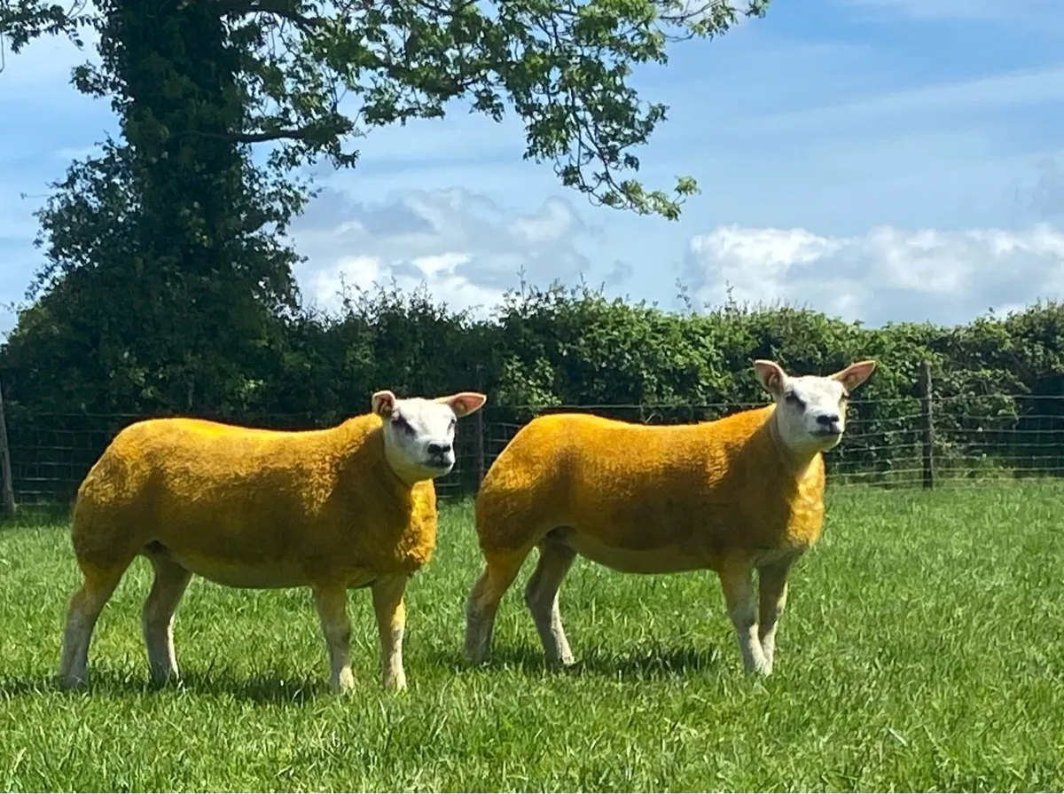 PBR Beltex Ewe Lambs - Image 4