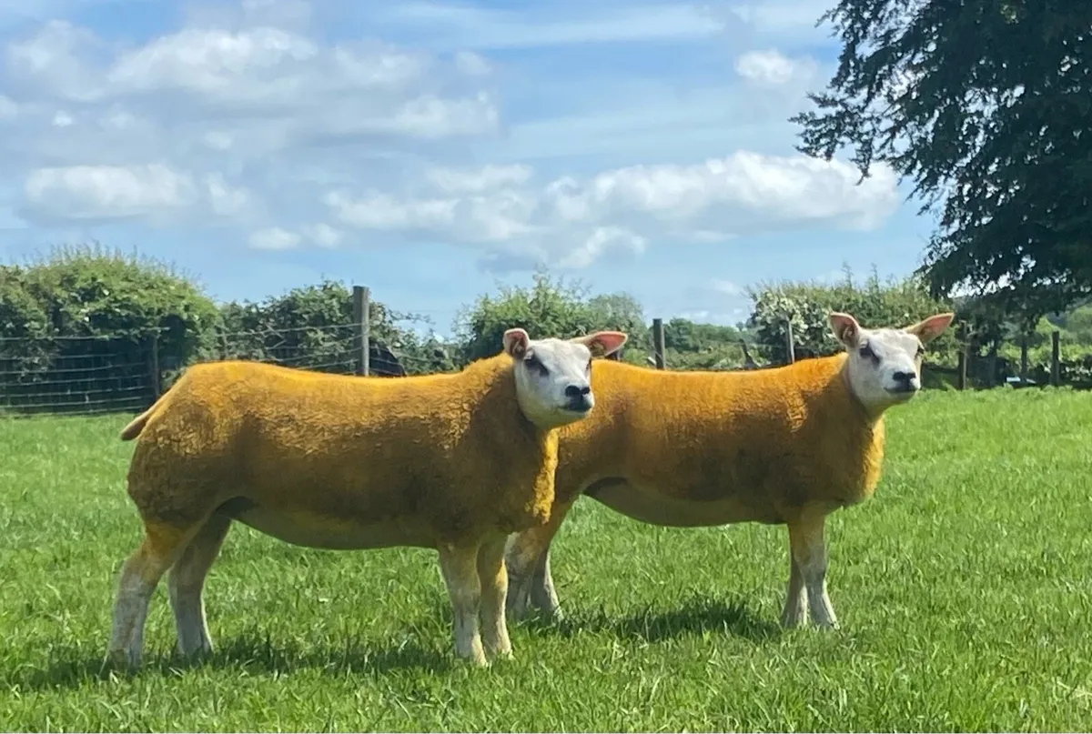 PBR Beltex Ewe Lambs - Image 2