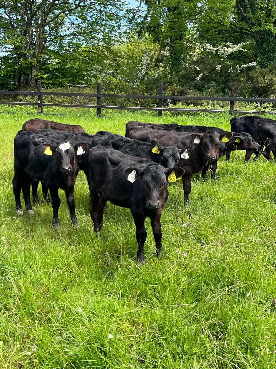 17 reared Angus heifers - Image 2