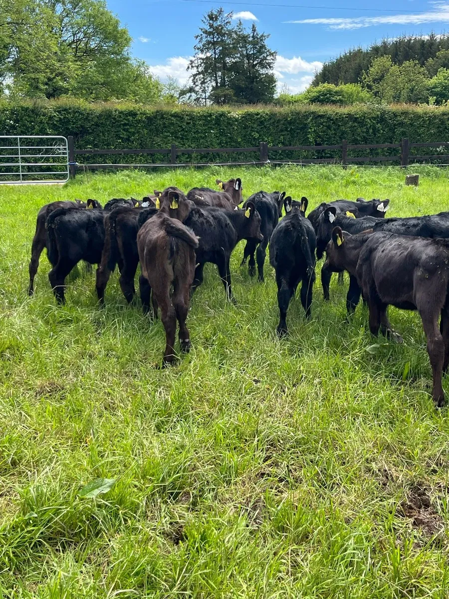 17 reared Angus heifers - Image 3