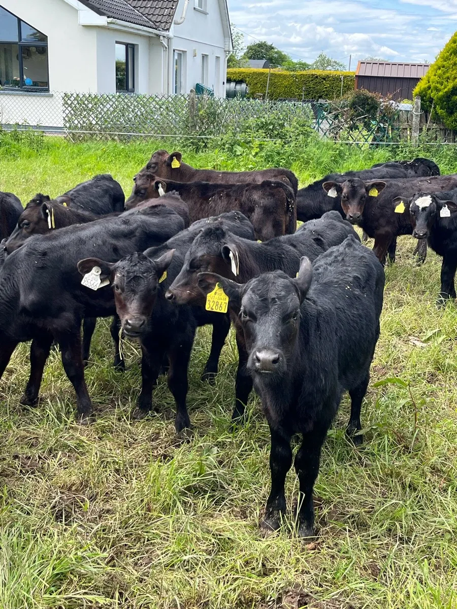 17 reared Angus heifers - Image 4