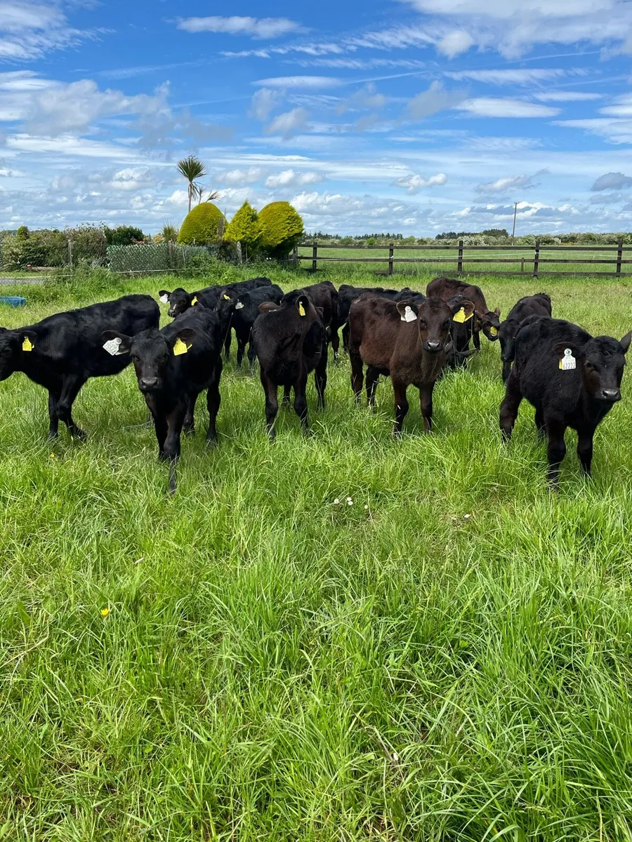 17 reared Angus heifers - Image 1