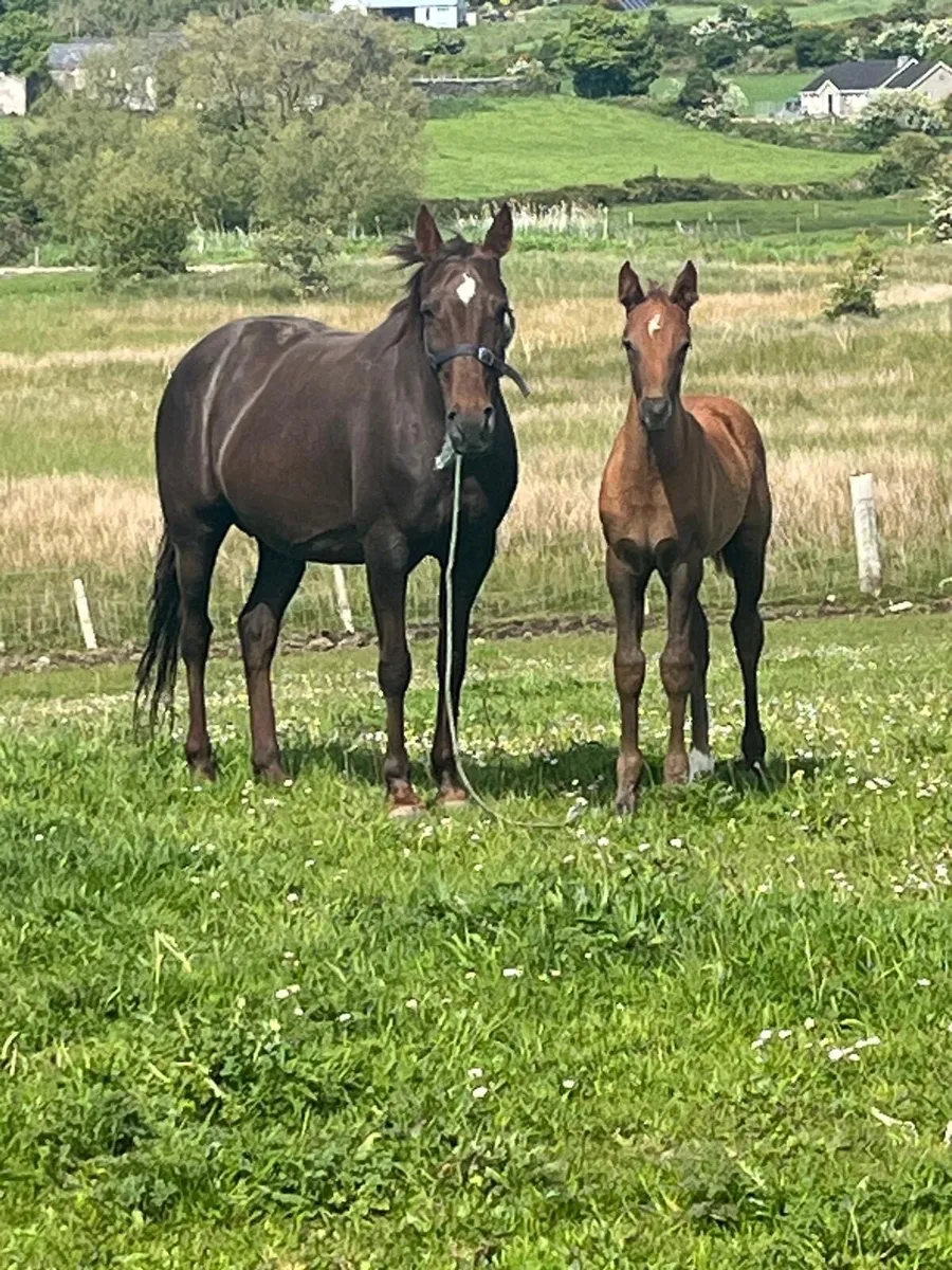 Mare and pony for sale - Image 1