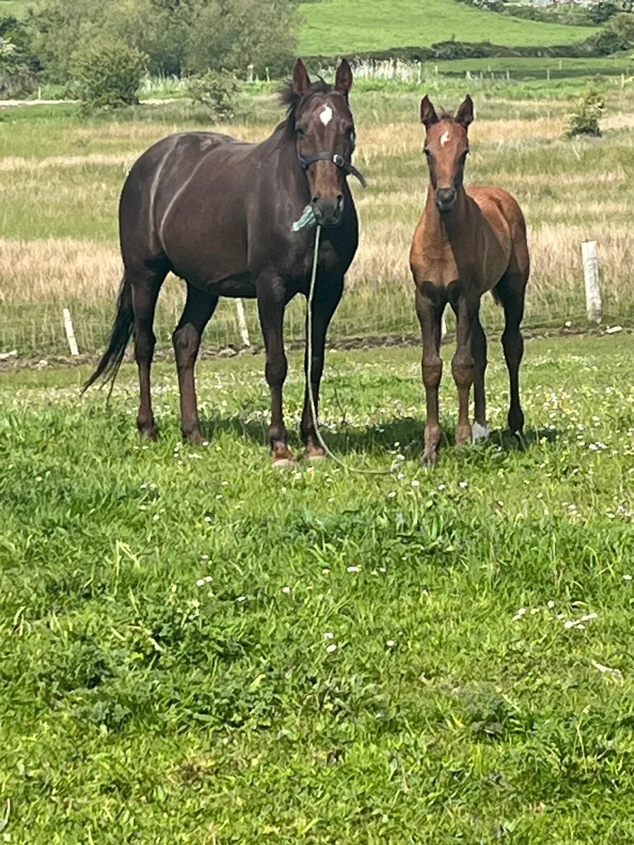 Mare and pony for sale - Image 2