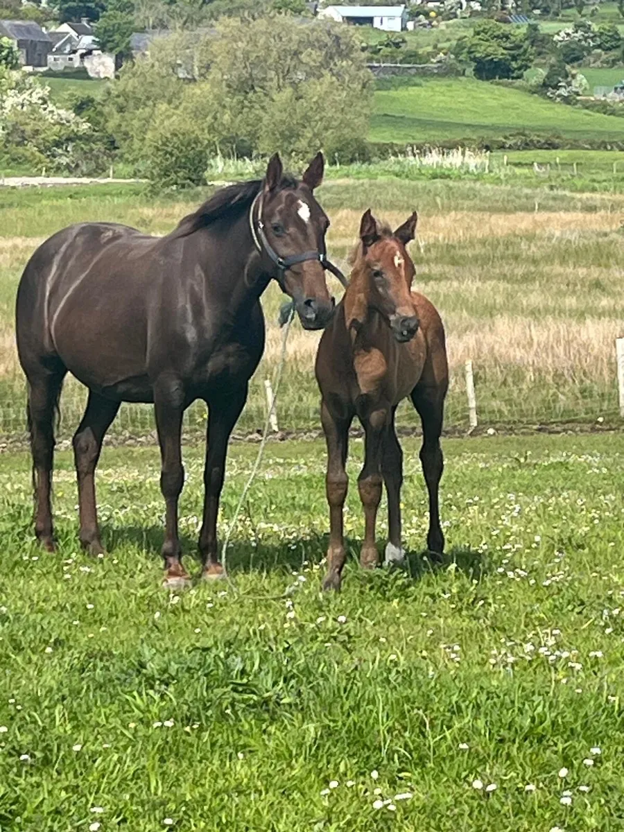 Mare and pony for sale - Image 3