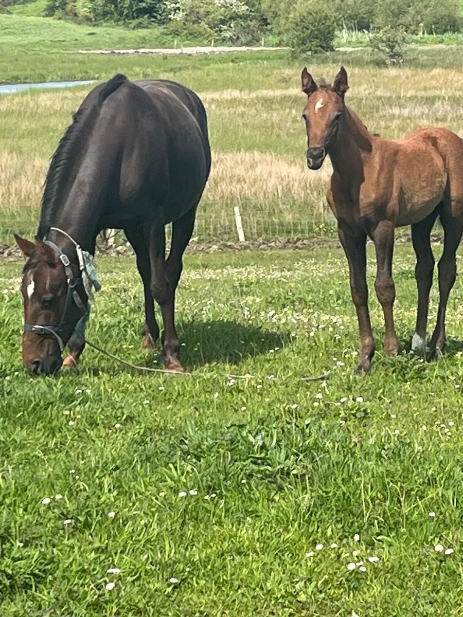 Mare and pony for sale - Image 4