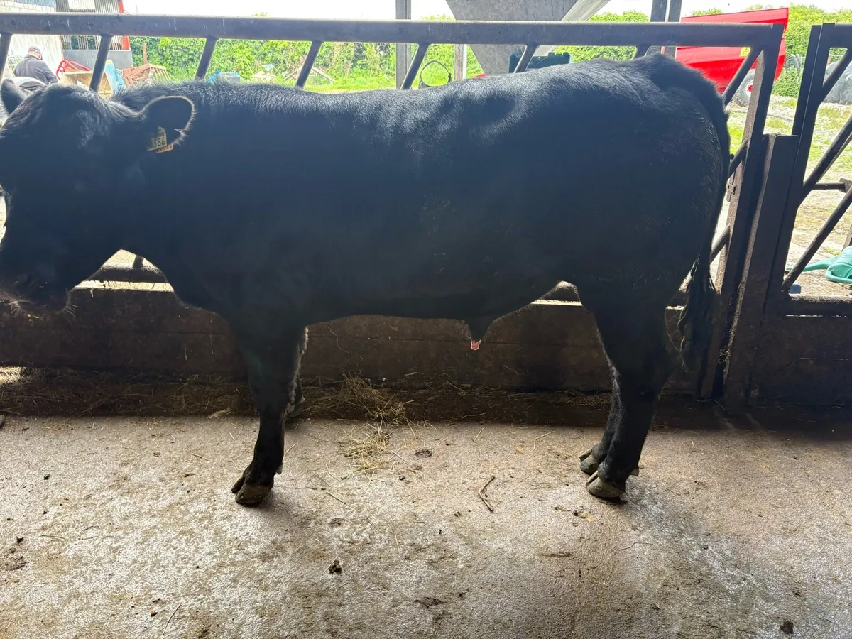 Pedigree Angus bull - Image 2