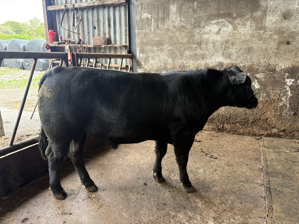 Pedigree Angus bull - Image 3
